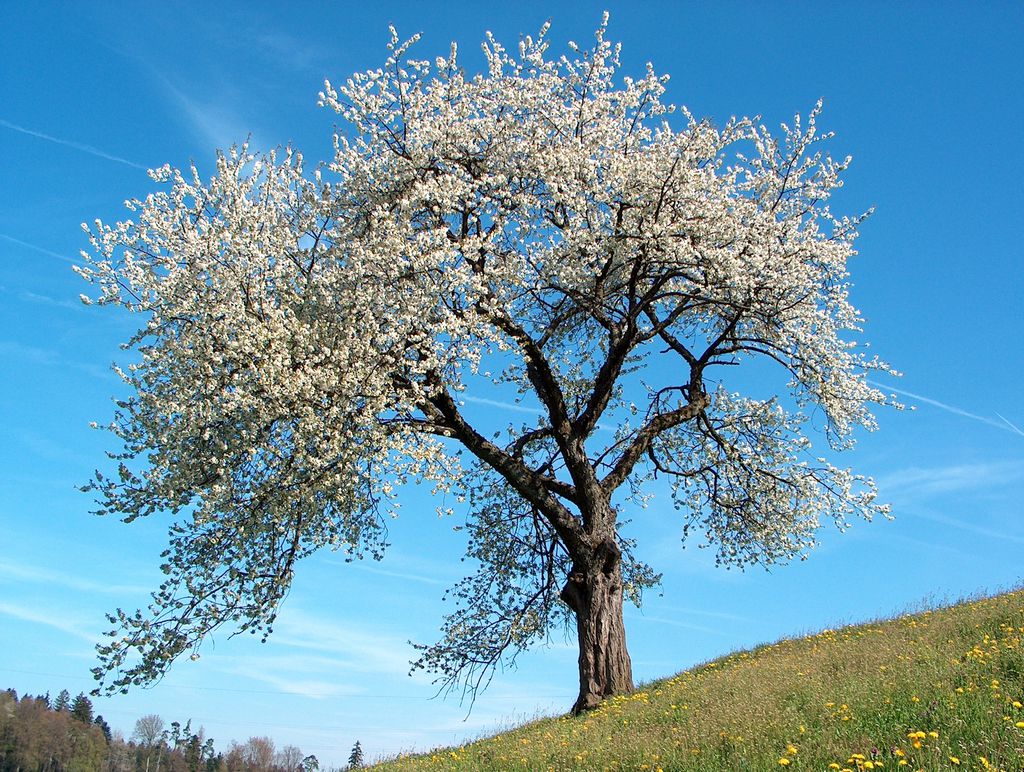 Cherry tree photo in JPEG format